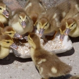 Kako hraniti patke kod kuće